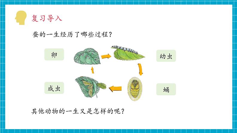 教科版科学三下 2.8 《动物的一生》课件第5页