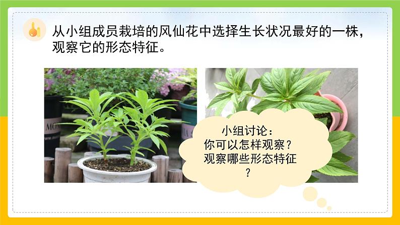 教科版科学四下 1.4 《茎和叶》课件第5页