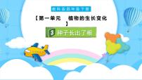 小学科学教科版（2024）四年级下册3.种子长出了根评优课课件ppt