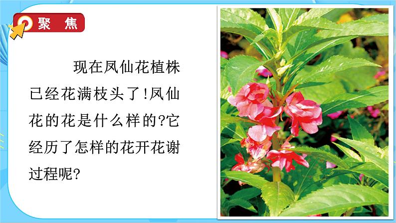 1.5 凤仙花开花了（教学课件）（教科版）第8页