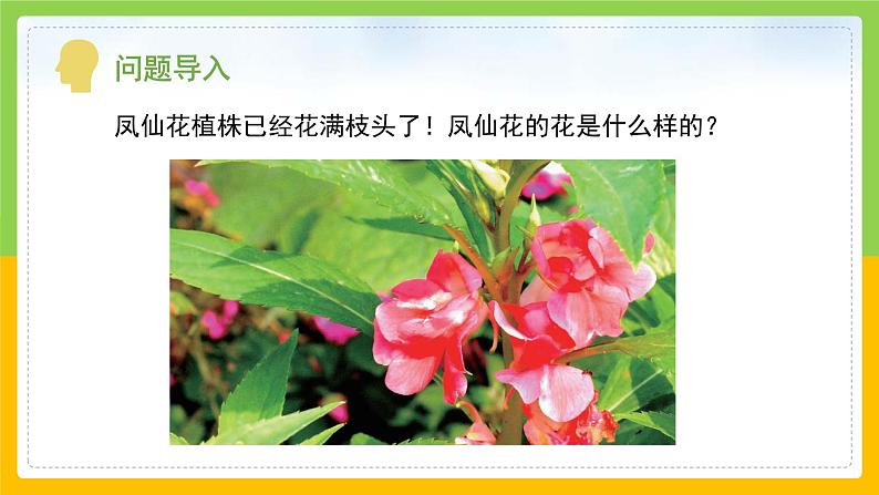 教科版科学四下 1.5 《凤仙花开花了》课件第4页