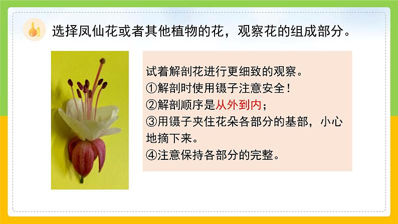 教科版科学四下 1.5 《凤仙花开花了》课件第5页