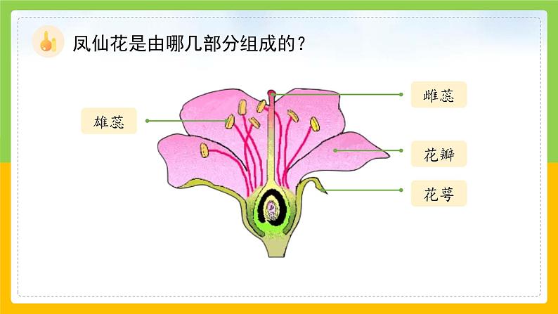 教科版科学四下 1.5 《凤仙花开花了》课件第7页