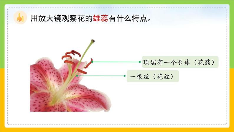 教科版科学四下 1.5 《凤仙花开花了》课件第8页