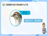 【核心素養(yǎng)】蘇教版科學(xué)六年級下冊 15《多樣的生物》課件PPT+教案