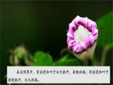 【核心素養(yǎng)】蘇教版科學(xué)五年級下冊 10《晝夜對植物的影響》課件PPT+教案