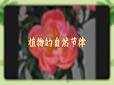 【核心素養(yǎng)】蘇教版科學(xué)五年級下冊 10《晝夜對植物的影響》課件PPT+教案
