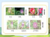 【核心素養(yǎng)】蘇教版科學(xué)五年級下冊 10《晝夜對植物的影響》課件PPT+教案