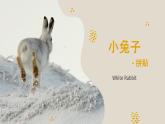 60、《兔子-拼贴》+课件
