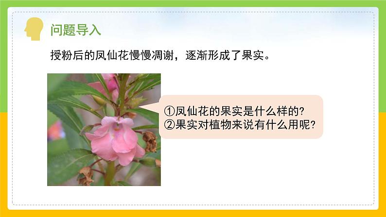 教科版科学四下 1.6 《果实和种子》课件第4页