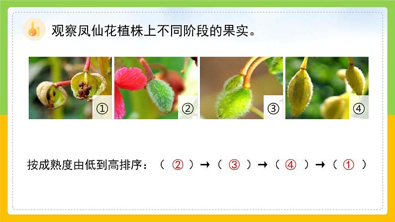 教科版科学四下 1.6 《果实和种子》课件第7页