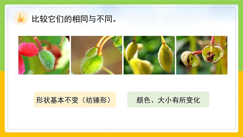 教科版科学四下 1.6 《果实和种子》课件第8页