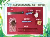 新教科版一年級下冊科學(xué)第一單元第1課《觀察物體的特征》課件