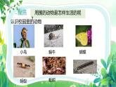 新教科版一年級下冊科學(xué)第二單元第1課《我們周圍的動物》課件