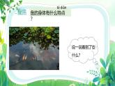 新教科版一年級下冊科學(xué)第二單元第4課《水中的動物》課件
