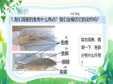 新教科版一年級下冊科學(xué)第二單元第4課《水中的動物》課件