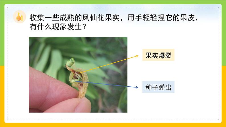 教科版科学四下 1.7 《种子的传播》课件第5页