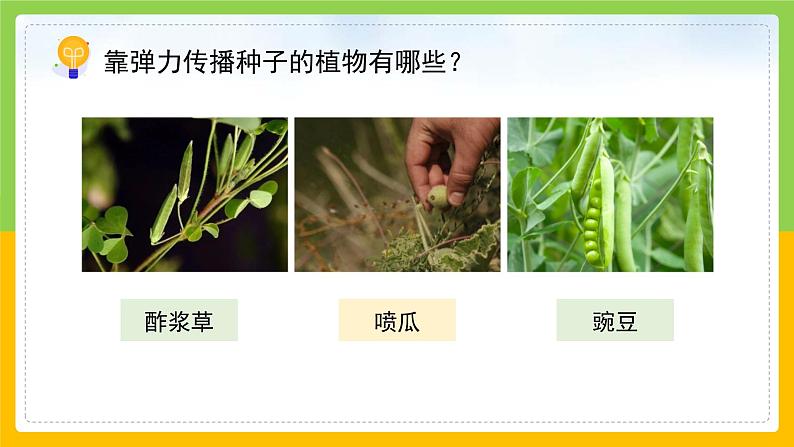 教科版科学四下 1.7 《种子的传播》课件第8页