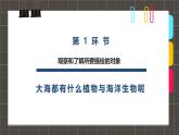 338、《6-8岁美丽的海洋》+课件