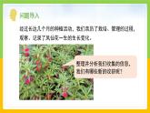教科版科学四下 1.8 《凤仙花的一生》课件+教学设计（教学反思）+素材