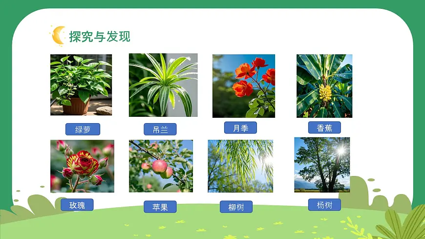 冀人版小学科学一年级下册 《1.认识植物》 课件第5页