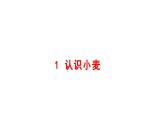 小學(xué)科學(xué)新大象版一年級(jí)下冊(cè)第三單元第一課《認(rèn)識(shí)小麥》教學(xué)課件（2025春）