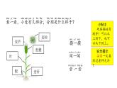小學(xué)科學(xué)新大象版一年級(jí)下冊(cè)第三單元第一課《認(rèn)識(shí)小麥》教學(xué)課件（2025春）