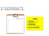 小學(xué)科學(xué)新大象版一年級(jí)下冊(cè)第三單元第一課《認(rèn)識(shí)小麥》教學(xué)課件（2025春）