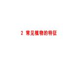 小學(xué)科學(xué)新大象版一年級(jí)下冊(cè)第三單元第二課《常見(jiàn)植物的特征》教學(xué)課件（2025春）