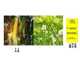小學(xué)科學(xué)新大象版一年級(jí)下冊(cè)第三單元第二課《常見(jiàn)植物的特征》教學(xué)課件（2025春）