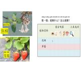 小學(xué)科學(xué)新大象版一年級(jí)下冊(cè)第三單元第二課《常見(jiàn)植物的特征》教學(xué)課件（2025春）