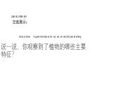 小學(xué)科學(xué)新大象版一年級(jí)下冊(cè)第三單元第二課《常見(jiàn)植物的特征》教學(xué)課件（2025春）
