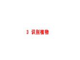 小學(xué)科學(xué)新大象版一年級(jí)下冊(cè)第三單元第三課《識(shí)別植物》教學(xué)課件（2025春）
