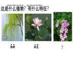 小學(xué)科學(xué)新大象版一年級(jí)下冊(cè)第三單元第三課《識(shí)別植物》教學(xué)課件（2025春）