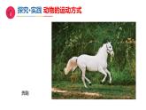 小学科学新青岛版（六三制）一年级下册第三单元第十一课《动物的运动》教学课件（2025春）