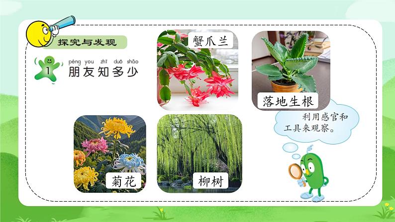 【核心素养】冀人版小学科学一年级下册 1 认识植物  课件第6页