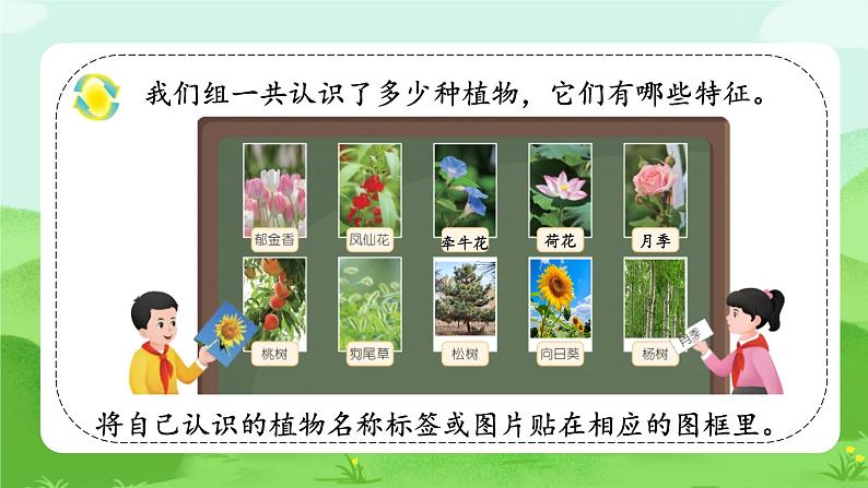 【核心素养】冀人版小学科学一年级下册 1 认识植物  课件第8页