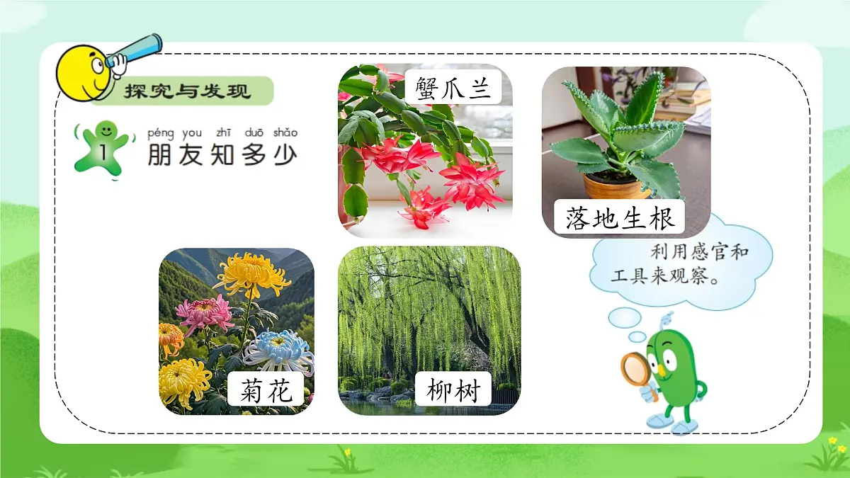 【核心素养】冀人版小学科学一年级下册 1 认识植物 课件第6页