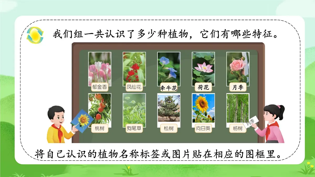 【核心素养】冀人版小学科学一年级下册 1 认识植物 课件第8页