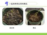 蘇教版三年級科學(xué)下冊第一單元第1課《種子發(fā)芽了》第二課時課件
