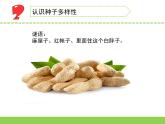蘇教版三年級科學(xué)下冊第一單元第1課《種子發(fā)芽了》第二課時課件