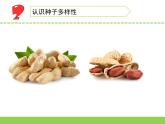 蘇教版三年級科學(xué)下冊第一單元第1課《種子發(fā)芽了》第二課時課件