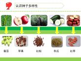 蘇教版三年級科學(xué)下冊第一單元第1課《種子發(fā)芽了》第二課時課件