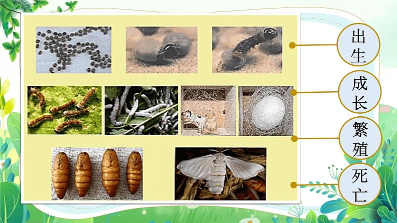 教科版三年级科学下册第二单元《动物的一生》全部课件（共8课）第2页