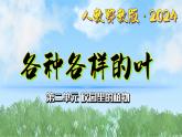 4《各種各樣的葉》（課件）最新版科學一年級下冊（人教鄂教版2024）