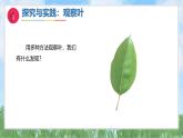 4《各種各樣的葉》（課件）最新版科學一年級下冊（人教鄂教版2024）