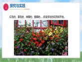 5《多彩的花》（課件）最新版科學一年級下冊（人教鄂教版2024）