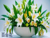 5《多彩的花》（課件）最新版科學一年級下冊（人教鄂教版2024）
