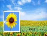 4《身邊的植物》（課件）科學(xué)一年級(jí)下冊(cè)（粵教科技版2024）