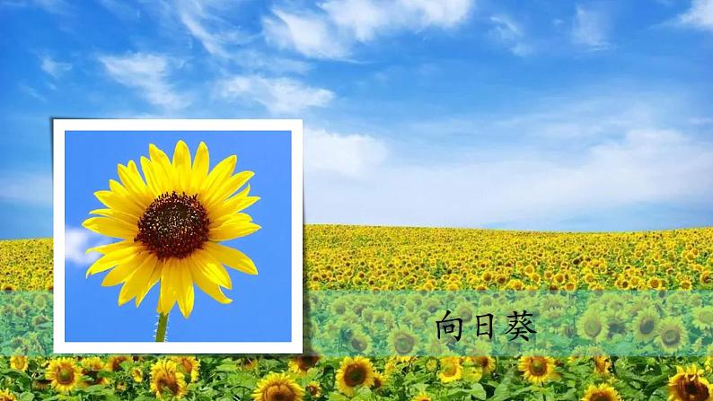 4《身边的植物》（课件）科学一年级下册（粤教科技版2024）第4页